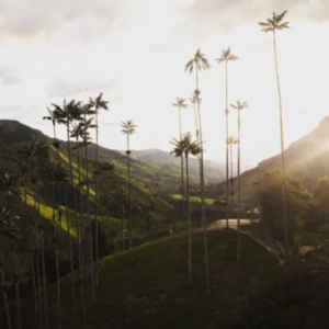 Rise To Coffee February 5-10, 2025